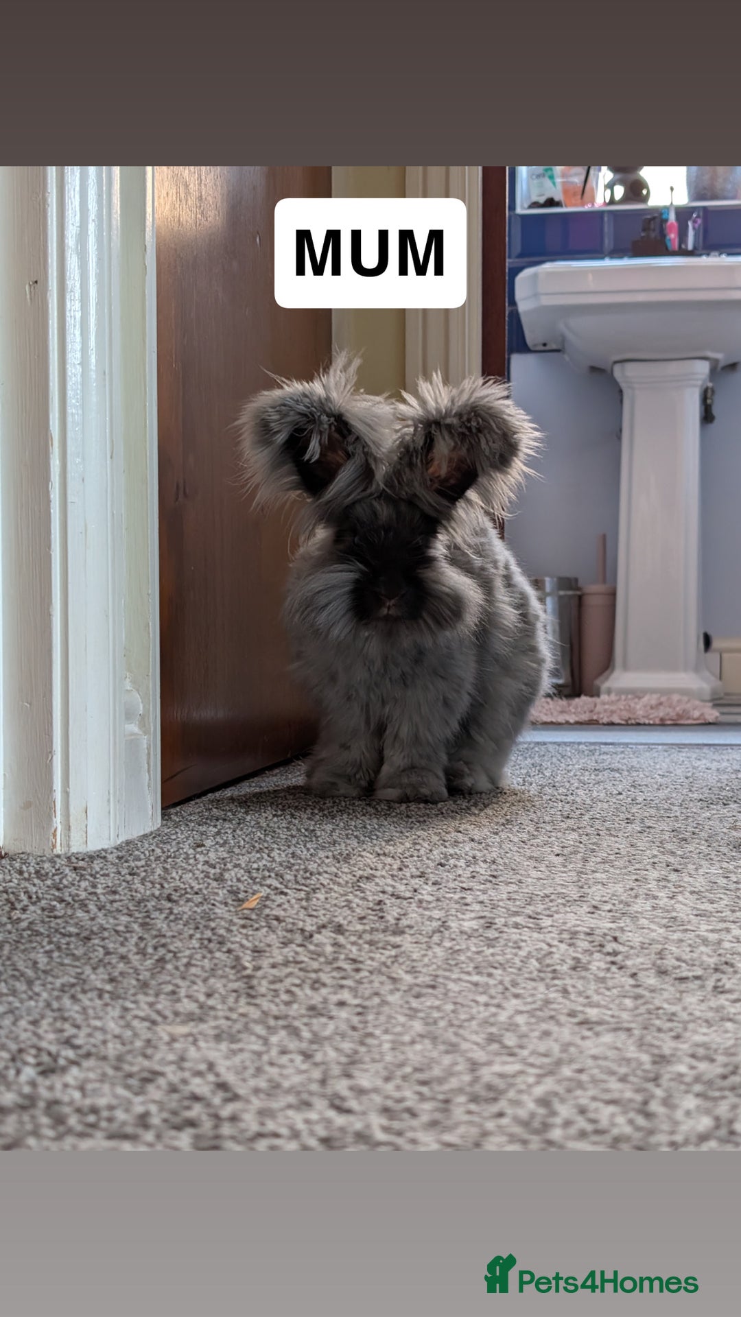 Mixed Breed rabbits for sale: English Angora x Rex Mixed - Advert 10