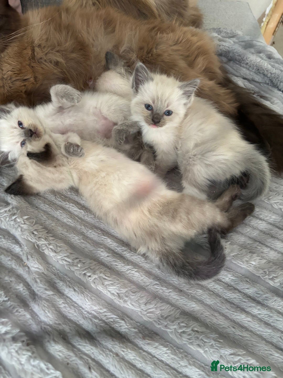 Ragdoll cats for sale: Gorgeous male ragdoll kittens  - Image 1
