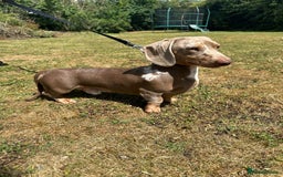 Miniature Dachshund dogs for sale: Miniature Dachshund Puppies ONE LEFT - Image 25