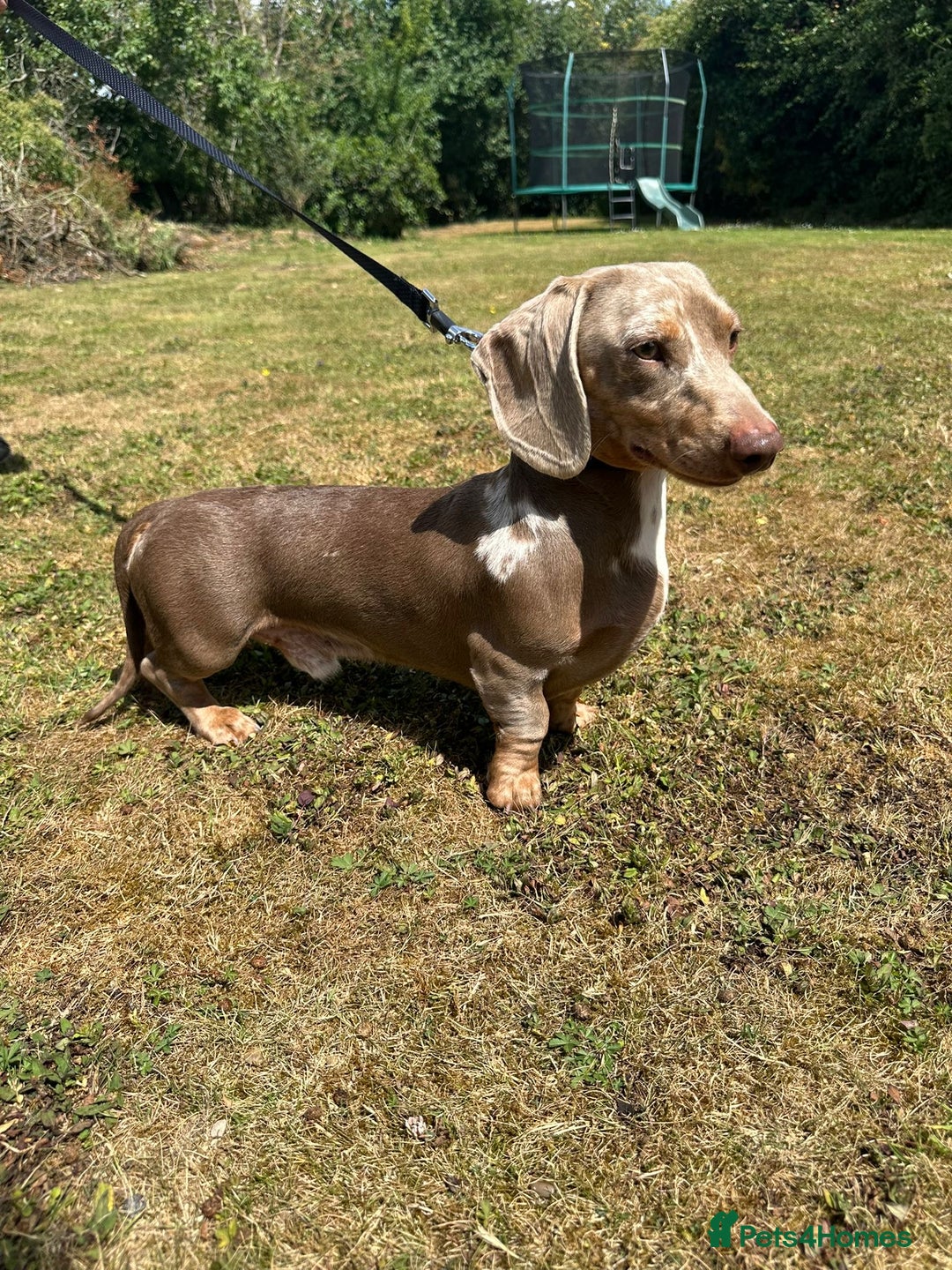 Miniature Dachshund dogs for sale: Miniature Dachshund Puppies ONE LEFT - Image 25