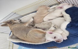 Chihuahua dogs for sale: Chihuahua puppies - Image 7