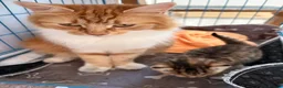 Mixed Breed cats for sale: Adorable fluffy kittens - Advert 5