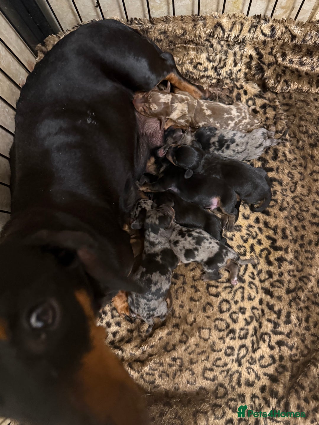 Miniature Dachshund dogs for sale: Miniature Dachshund Male Black & Tan Puppy  - Image 8