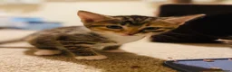 Mixed Breed cats for sale: Bengal x Kittens almost ready to go in Bracknell - Advert 12