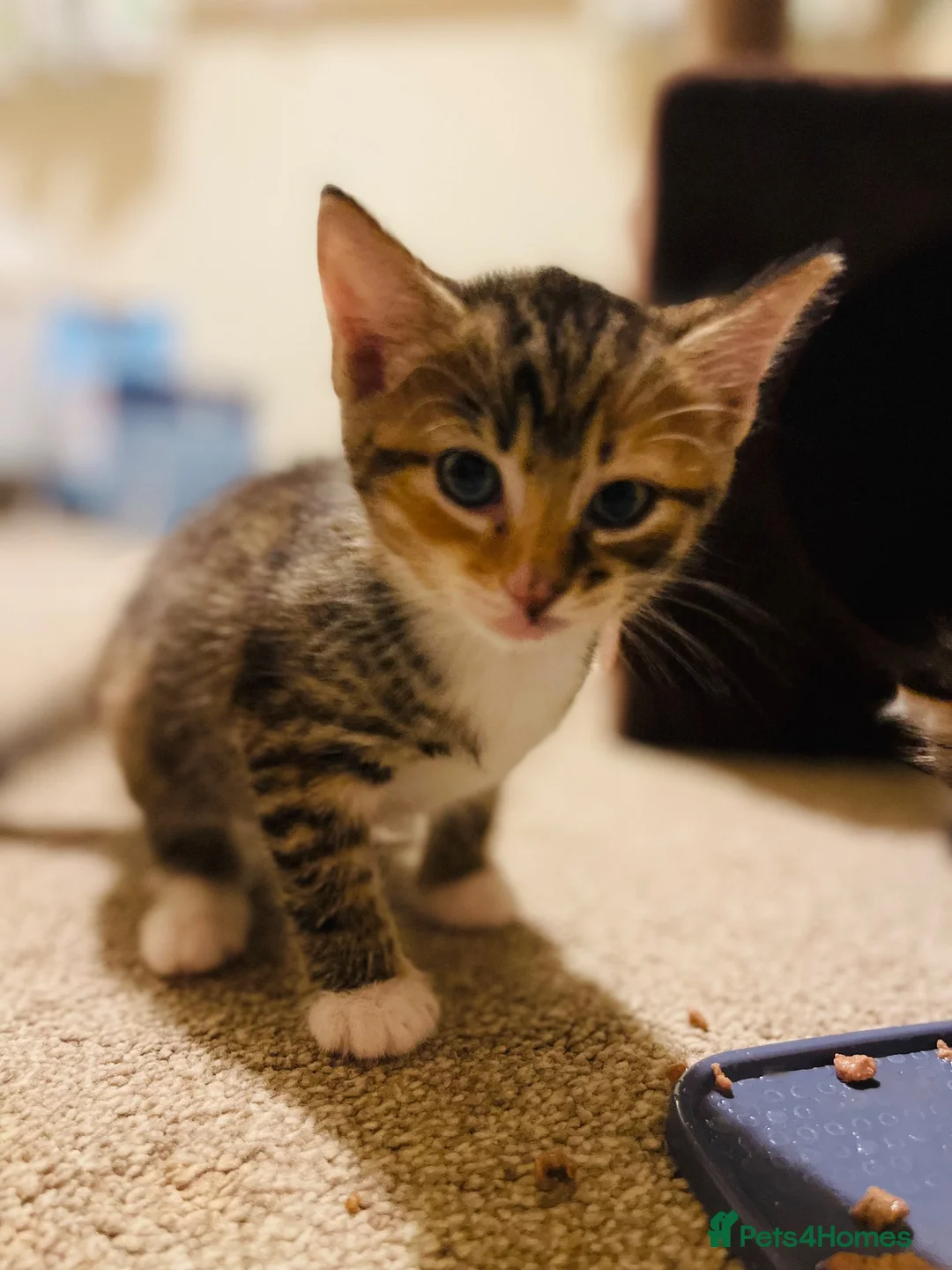 Mixed Breed cats for sale: Bengal x Kittens almost ready to go in Bracknell - Advert 12