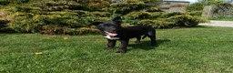 Australian Kelpie dogs for sale: Kelpie X collie puppies in Buxton - Advert 14