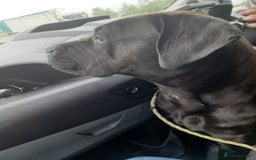 Cane Corso dogs for sale: Cane Corso 2 1/2 looking for new home  - Image 5