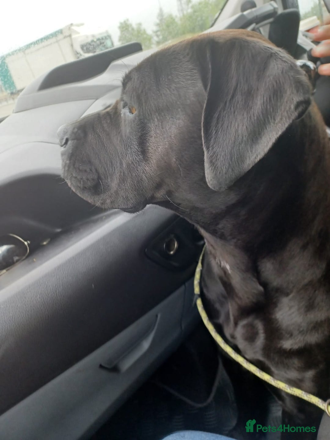Cane Corso dogs for sale: Cane Corso 2 1/2 looking for new home  - Image 5