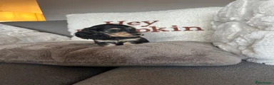 Miniature Dachshund 4