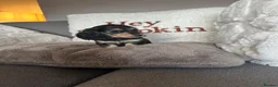 Miniature Dachshund dogs for sale: Miniature Dachshund - Advert 16