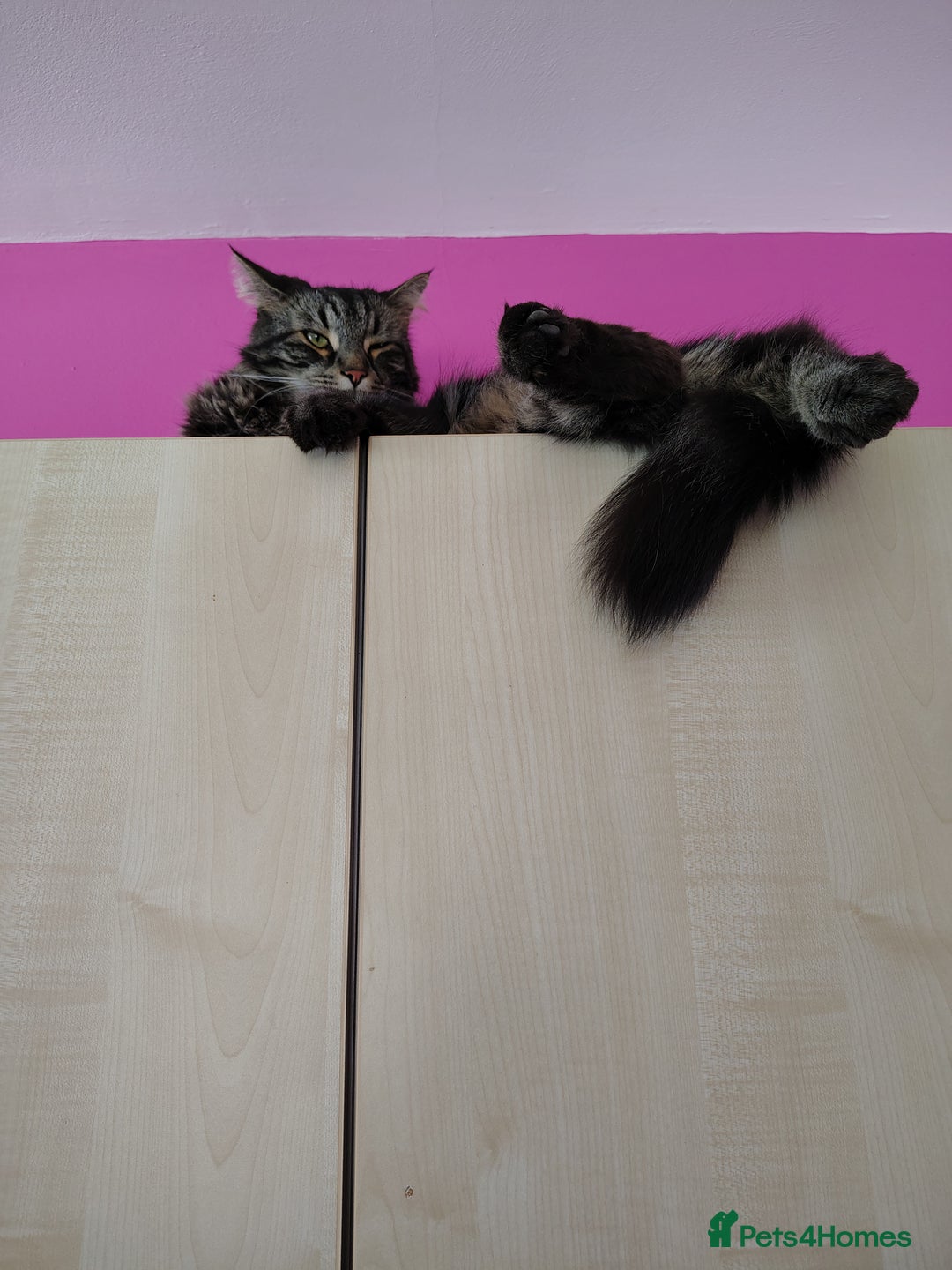 Maine Coon cats for sale: Gorgeous Boy - Advert 3