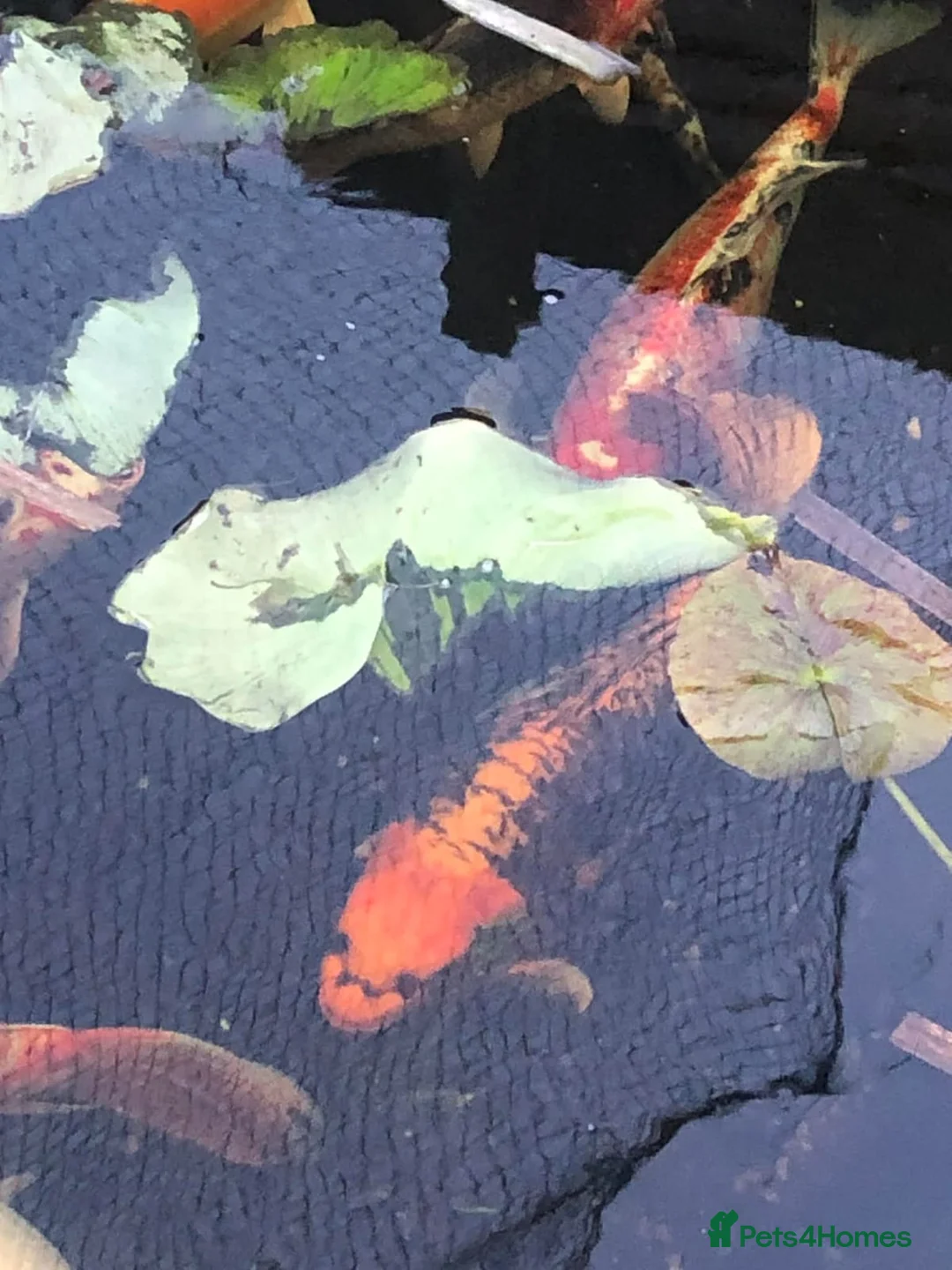 Koi Carp fish for sale: 20 Koi Carp with filter systems included. - Advert 2