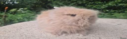 Angora rabbits for sale: ❤️STUNNING IMPORTED PARENTS- TEDDYDWERG BABIES❤️ - Advert 7