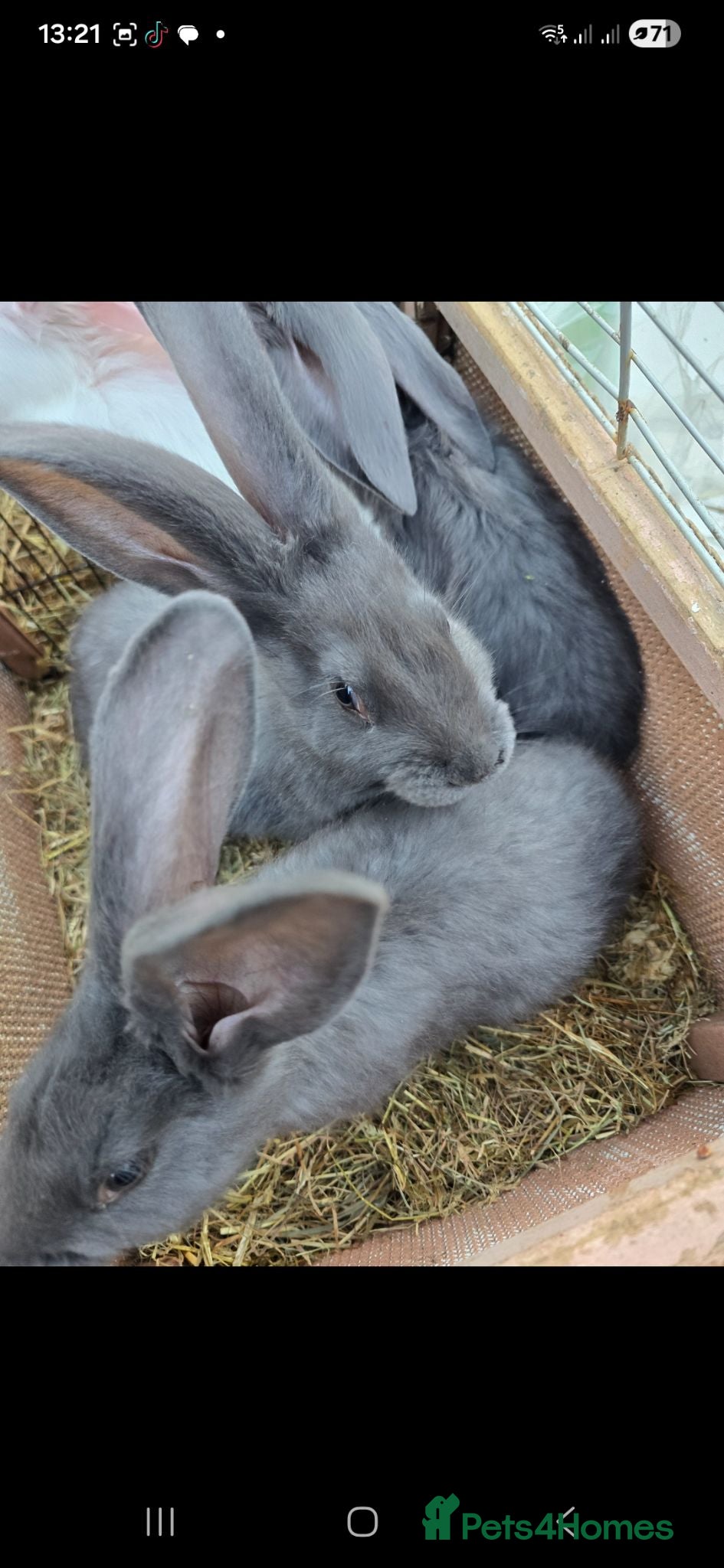 Continental Giant rabbits Rare Blue Continental Giant Rabbits - Advert 2