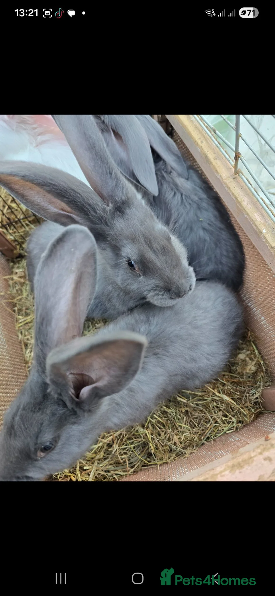 Continental Giant rabbits for sale: Rare Blue Continental Giant Rabbits in Croydon - Advert 1