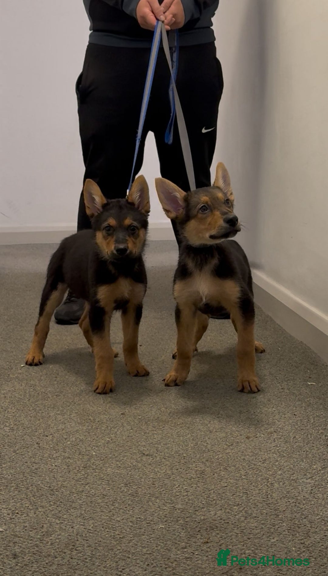 German Shepherd dogs for sale: Exceptional German Shepherd Girls - Advert 6