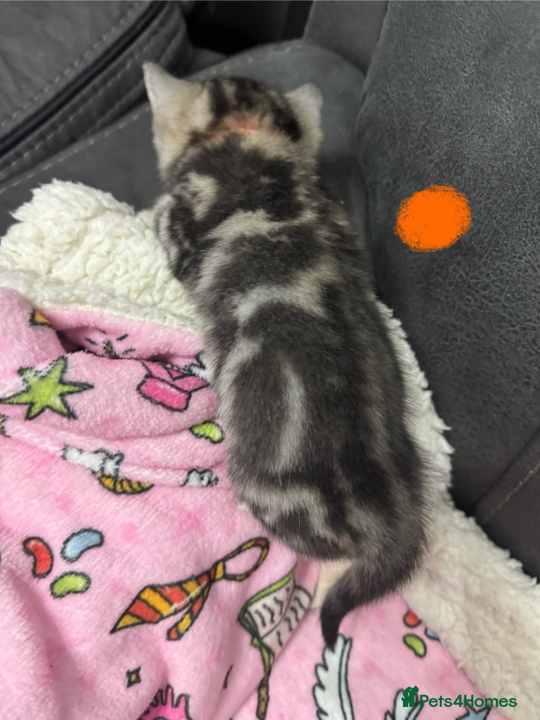 British Shorthair cats for sale: GCCF REGISTERED SILVER TABBY & SPOTTED BSH KITTENS - Advert 28