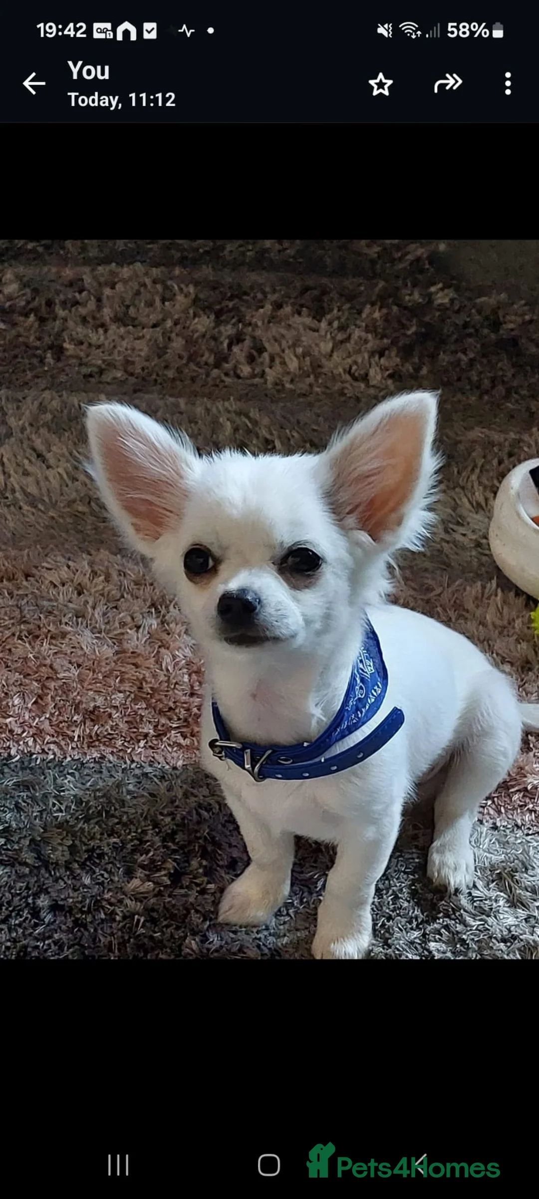 Chihuahua dogs for stud: Gorgeous long haired Boy for Stud in Coatbridge - Advert 3
