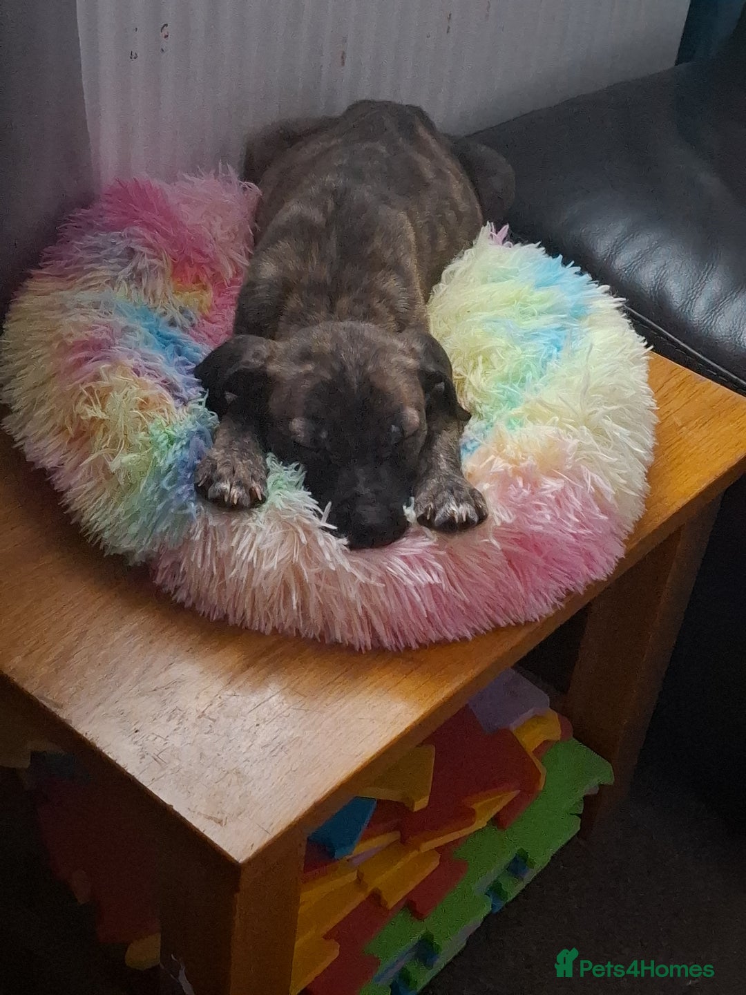 Mixed Breed dogs for sale: 13 weeks old - Advert 2