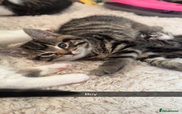 Mixed Breed cats for sale: 5 Beautiful kittens - Image 6