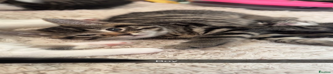 Mixed Breed Kitten 5