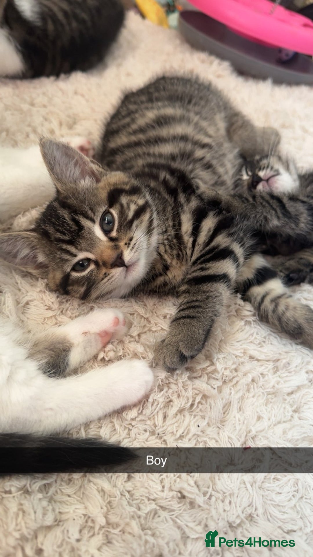 Mixed Breed cats for sale: 5 Beautiful kittens - Image 6