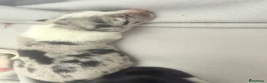 Border Collie 1