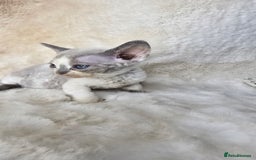 Devon Rex cats for sale: Devon Rex. 3 girls bominant blue eyes. All guts  - Image 24