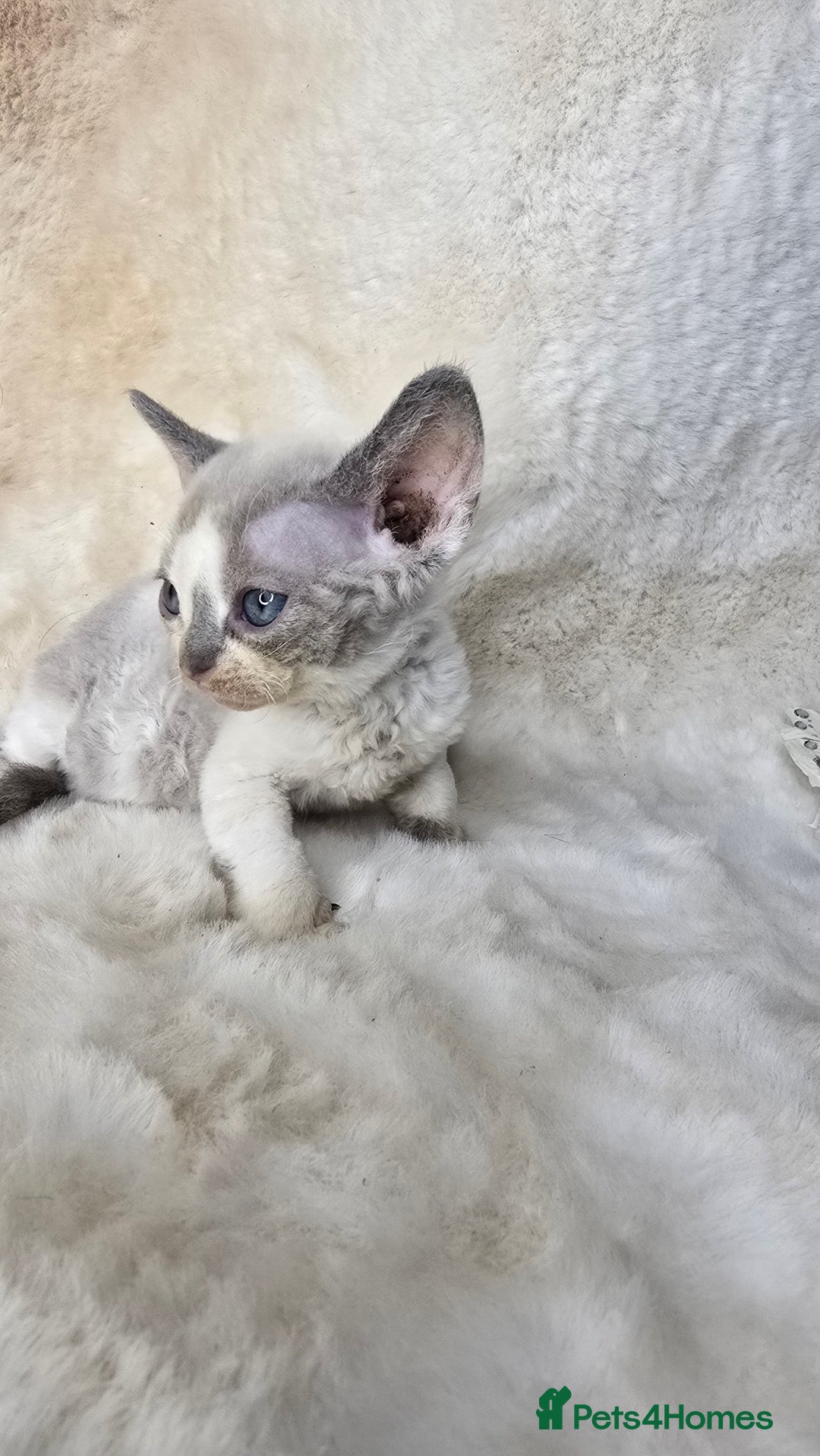 Devon Rex cats for sale: Devon Rex. 3 girls bominant blue eyes. All guts  - Image 24