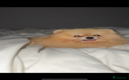 Pomeranian dogs for sale: Small cute Pomeranian  - Image 2