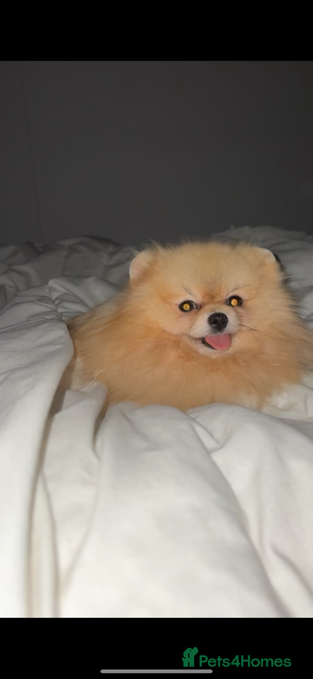 Pomeranian dogs for sale: Small cute Pomeranian  - Image 2