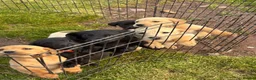Labrador Retriever dogs for sale: Labrador Puppies - Advert 14