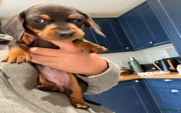 Miniature Dachshund dogs for sale: Stunning smooth haired babies - Image 6