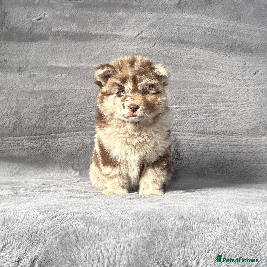 Siberian Husky dogs for sale: Stunning exotic colour chowsky puppies for sale - Image 13