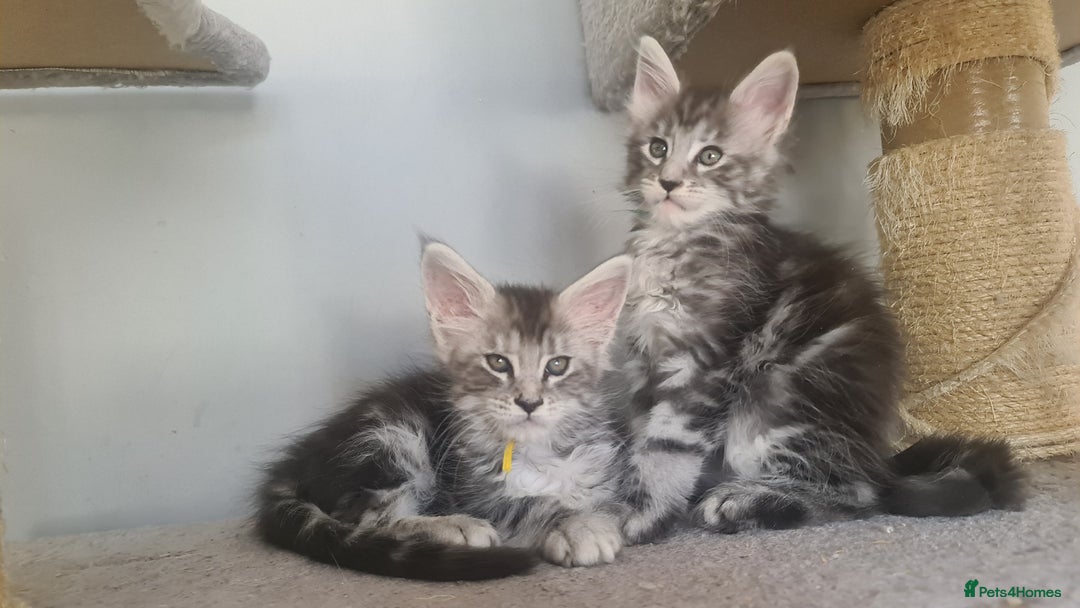 Maine Coon cats for sale: GCCF Registered - Maine Coon Kittens - Image 19
