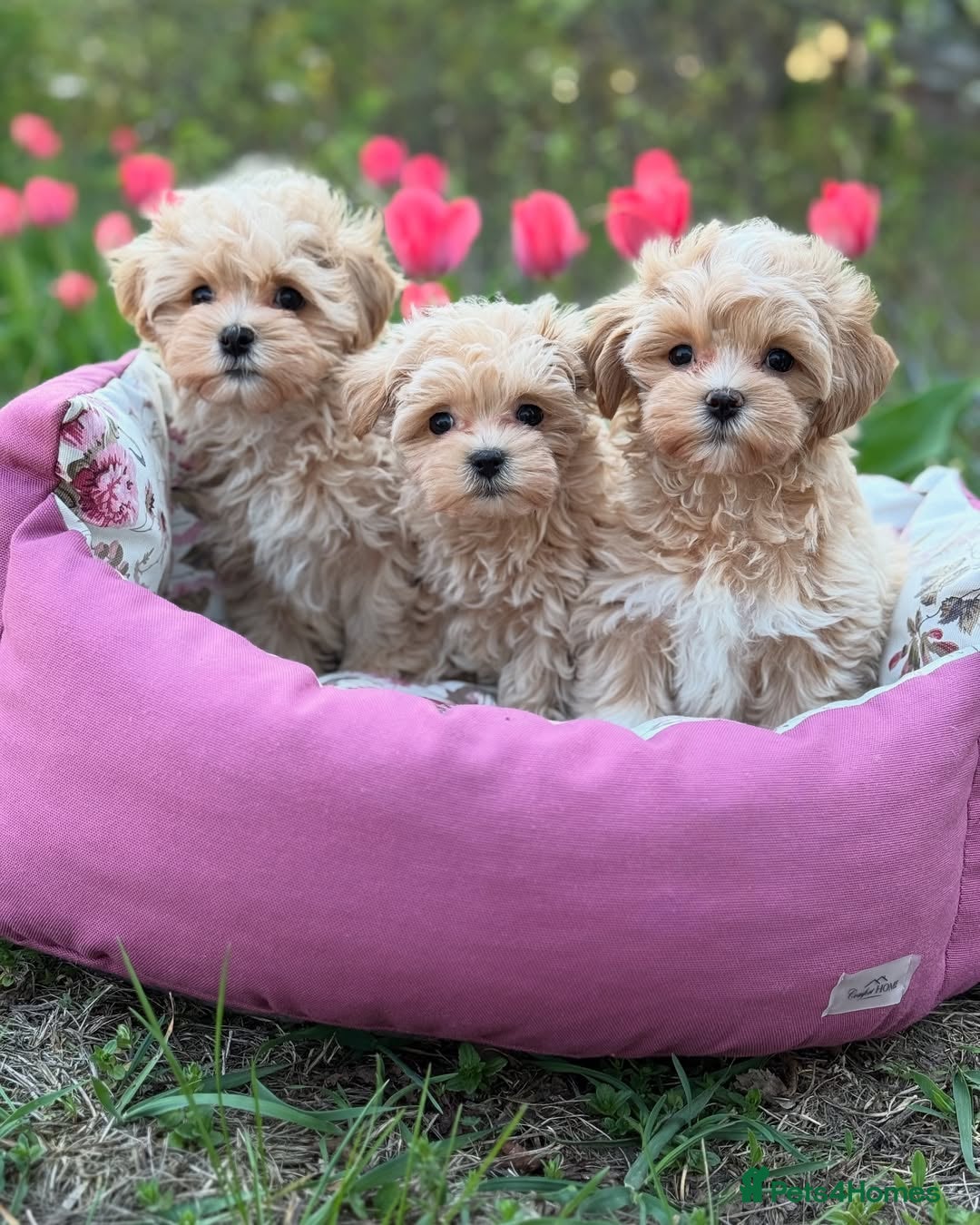 Maltipoo dogs for sale: playful Maltipoo puppies for sale  - Image 2