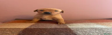 Labrador Retriever 5