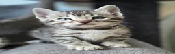 Bengal cats for sale: Gorgeous Health Tested Bengal Kittens  - Advert 13