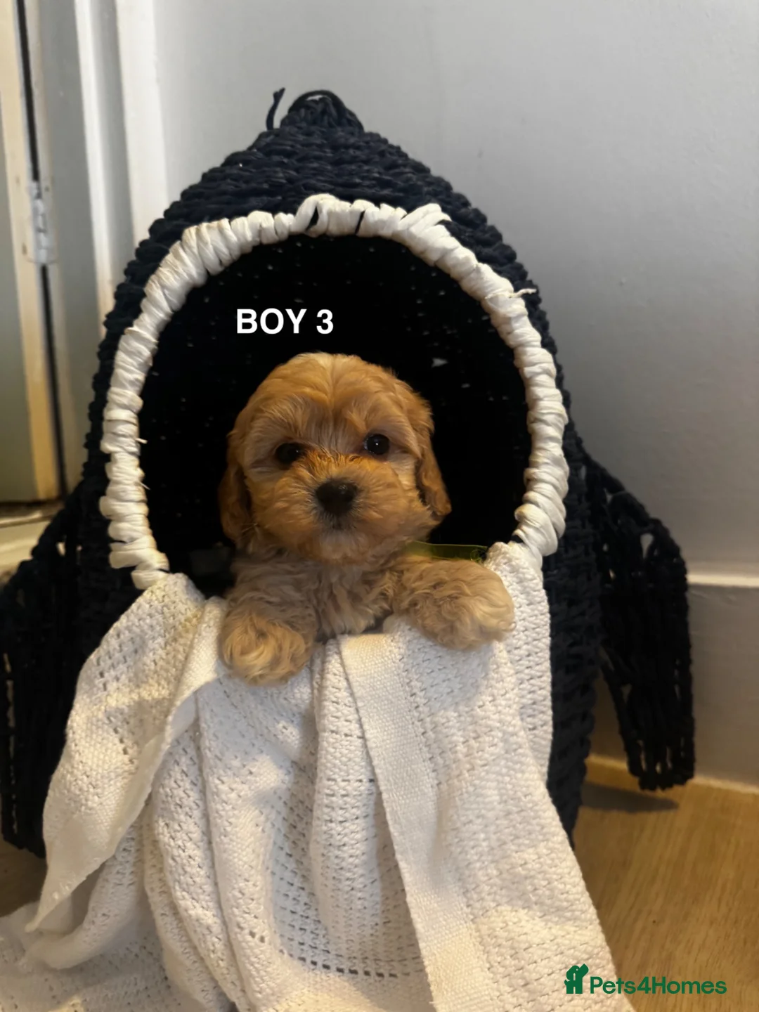 Maltipoo dogs for sale: 6 Maltipoo Pups Ready 3rd July - Advert 1