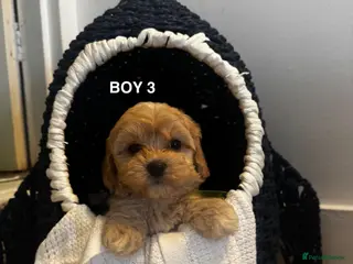 Maltipoo dogs 6 Maltipoo Pups Ready 3rd July - Advert 1