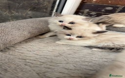 Siberian cats for sale: Ragdoll X Siberian kittens  - Image 5