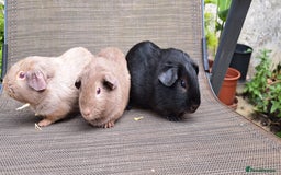 Guinea Pig rodents for sale: Baby guineas  - Image 7