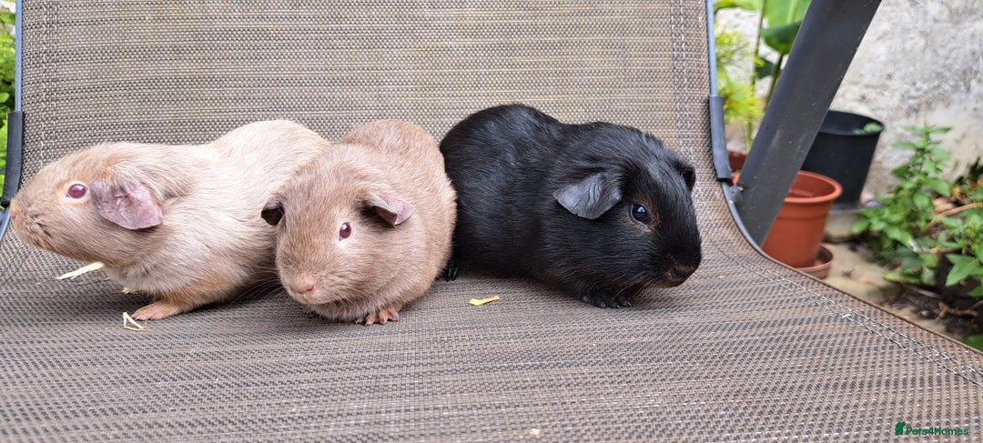 Guinea Pig rodents for sale: Baby guineas  - Image 7