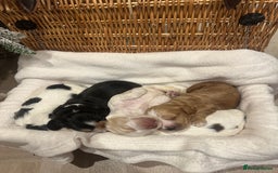 Cocker Spaniel dogs for sale: Show Type Cocker Spaniels Health Tested parent - Advert 2