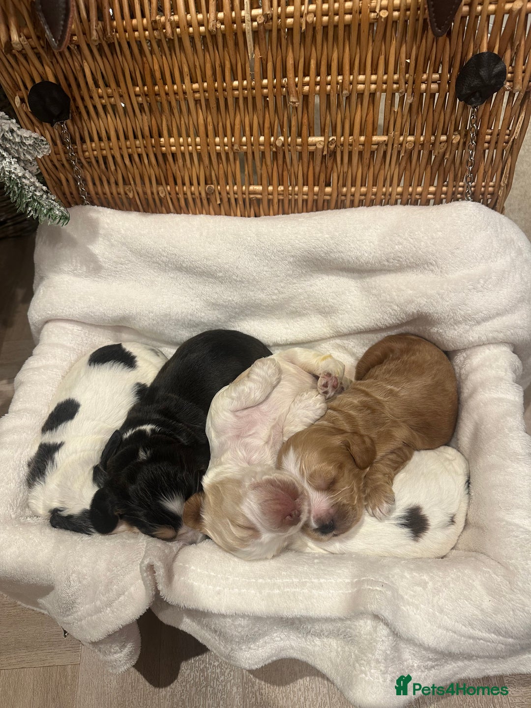 Cocker Spaniel dogs for sale: Show Type Cocker Spaniels Health Tested parent - Advert 2