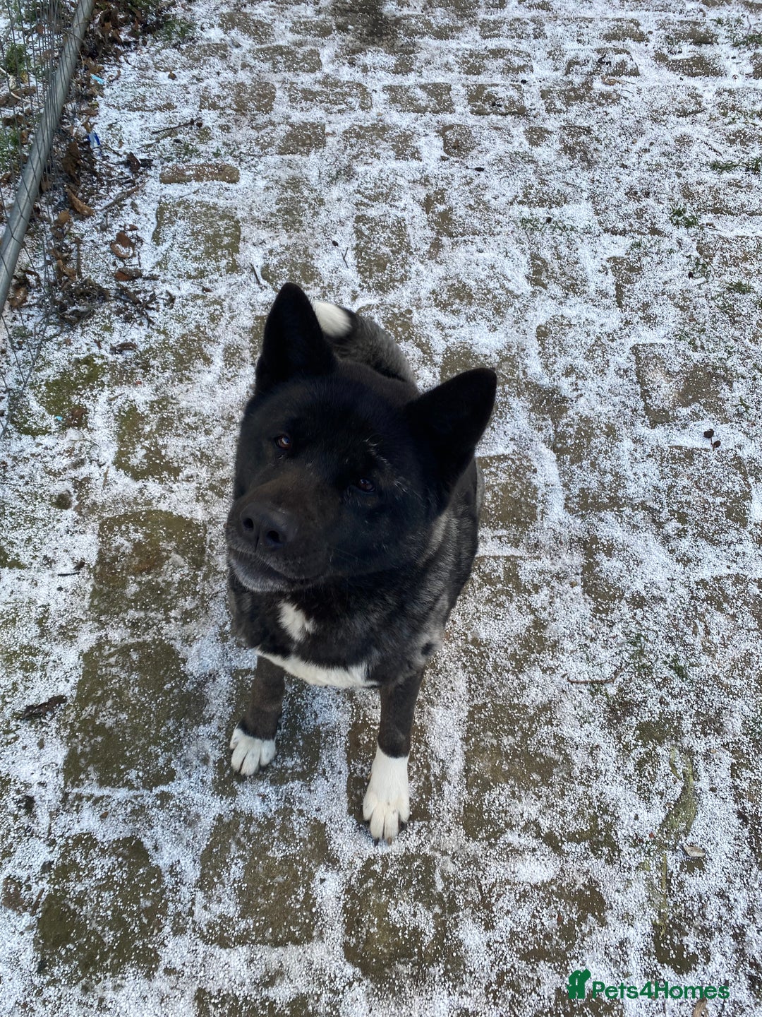 Akita dogs for sale: American Akita Female - Advert 1