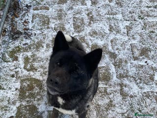 Akita dogs American Akita Female - Advert 1