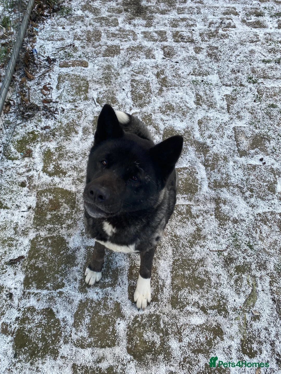 Akita dogs for sale: American Akita Female - Advert 1