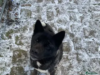 Akita dogs American Akita Female - Advert 3