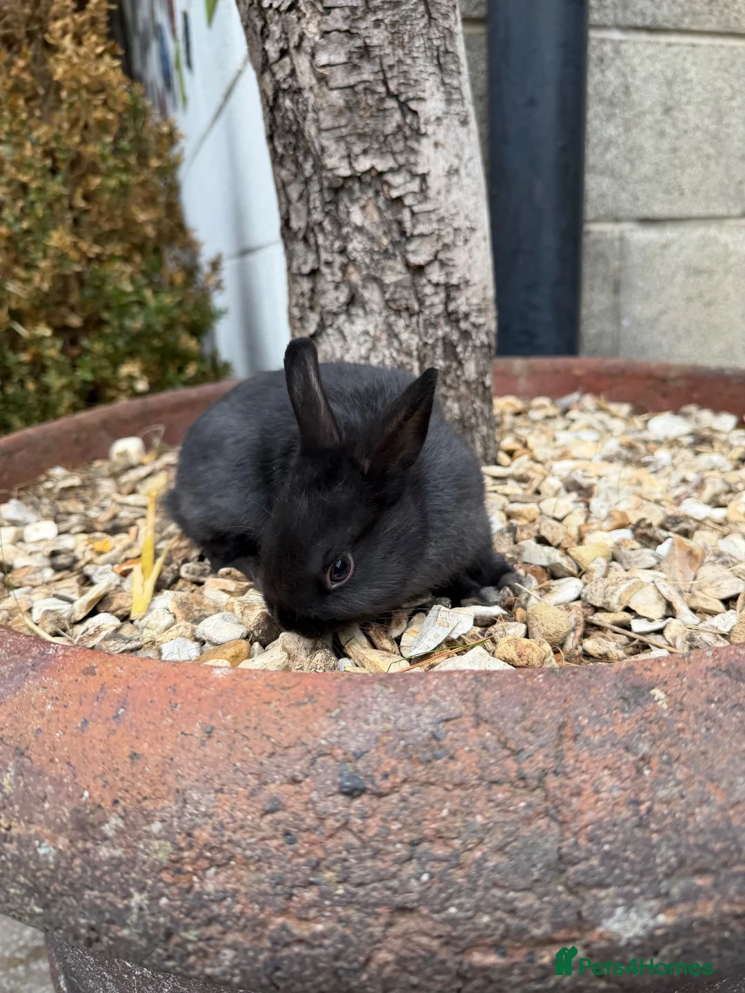 Netherland Dwarf rabbits for sale: Three Netherland dwarfs looking for their new home - Advert 7